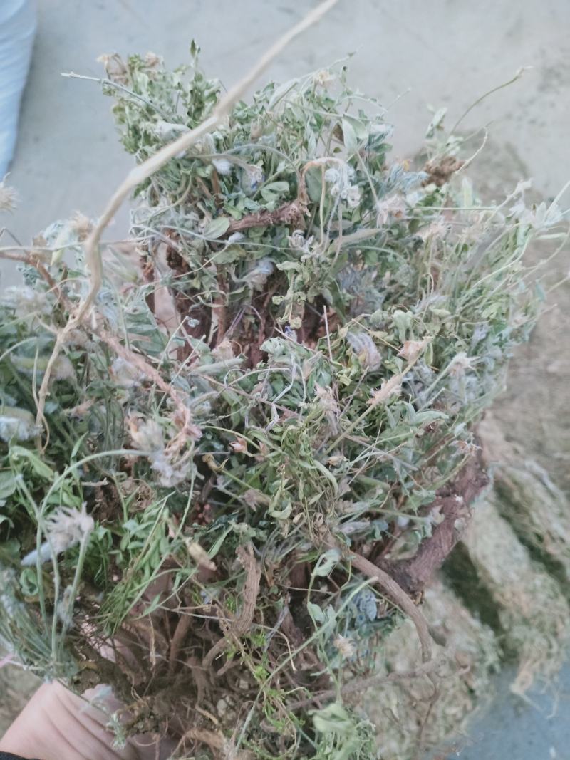 地丁，萝卜地丁野生质量保证，经营各种中药材欢迎咨询选购！
