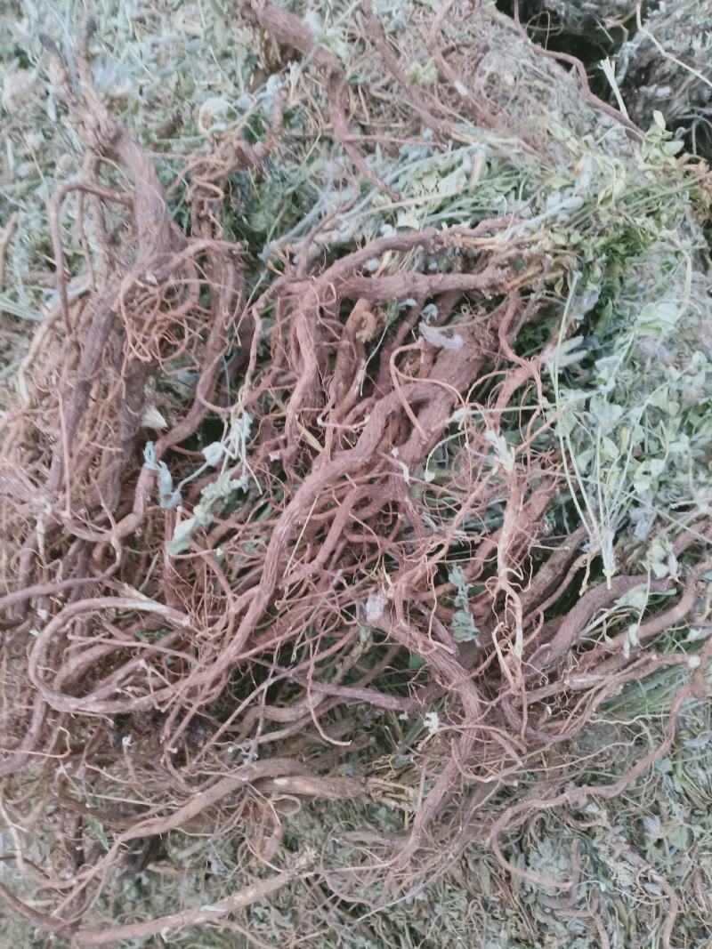 地丁，萝卜地丁野生质量保证，经营各种中药材欢迎咨询选购！