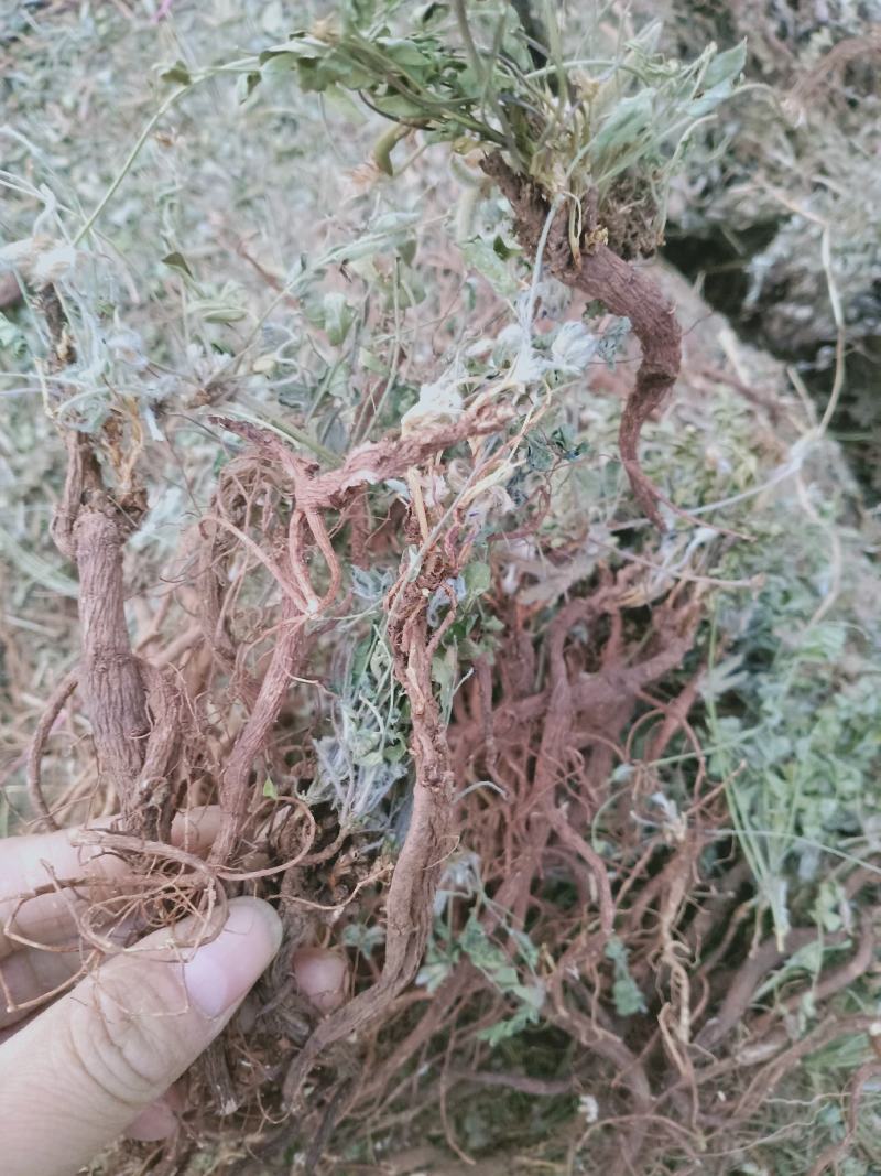 地丁，萝卜地丁野生质量保证，经营各种中药材欢迎咨询选购！