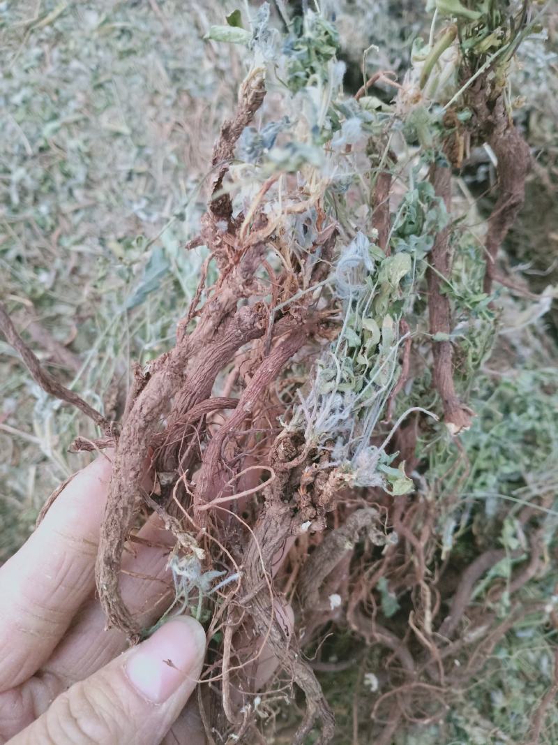 地丁，萝卜地丁野生质量保证，经营各种中药材欢迎咨询选购！