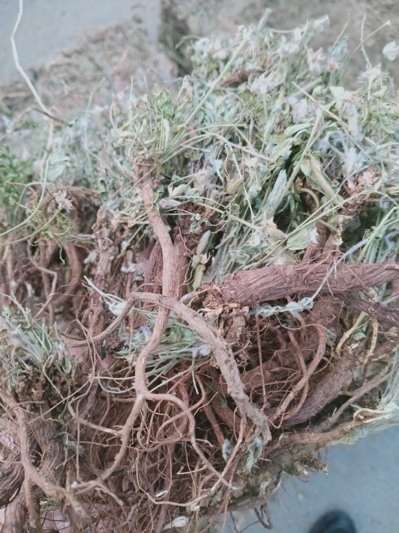 地丁，萝卜地丁野生质量保证，经营各种中药材欢迎咨询选购！