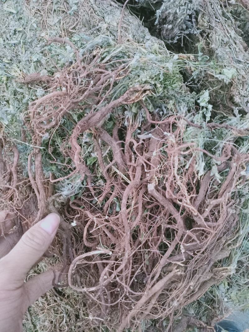 地丁，萝卜地丁野生质量保证，经营各种中药材欢迎咨询选购！