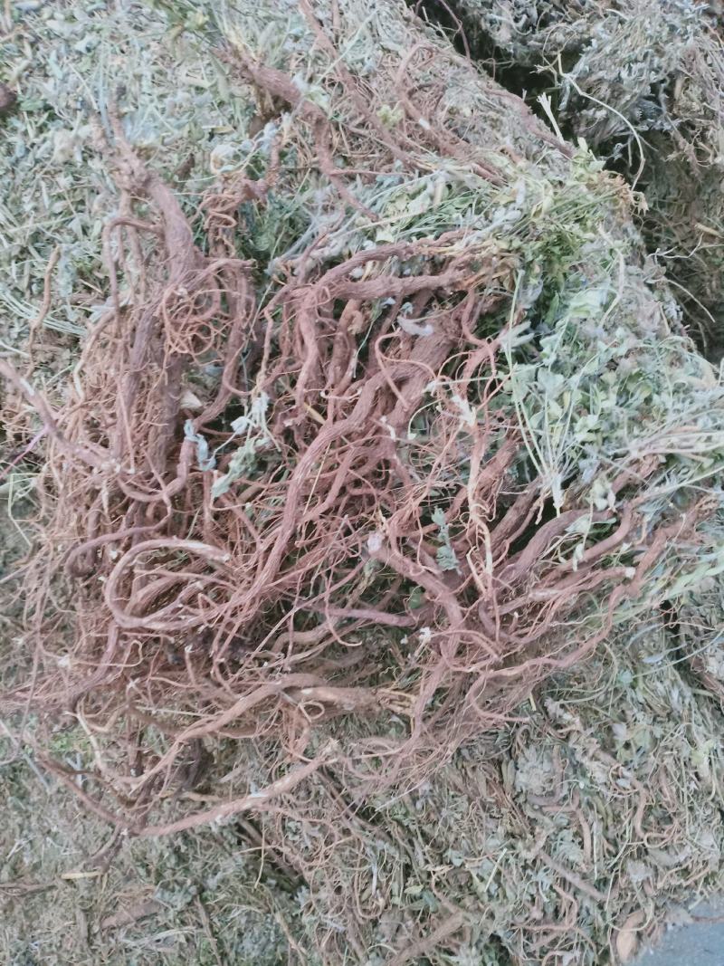 地丁，萝卜地丁野生质量保证，经营各种中药材欢迎咨询选购！