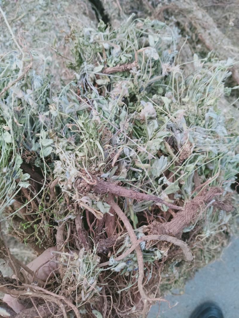 地丁，萝卜地丁野生质量保证，经营各种中药材欢迎咨询选购！
