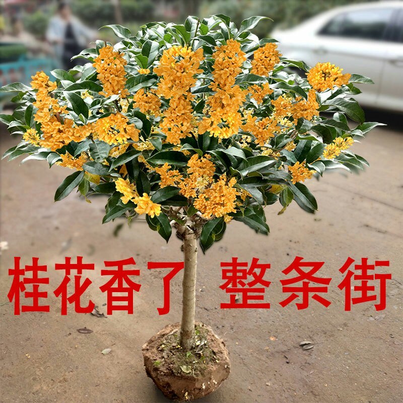 桂花树苗盆栽庭院植物金桂丹桂浓香型花卉四季开花好养易活