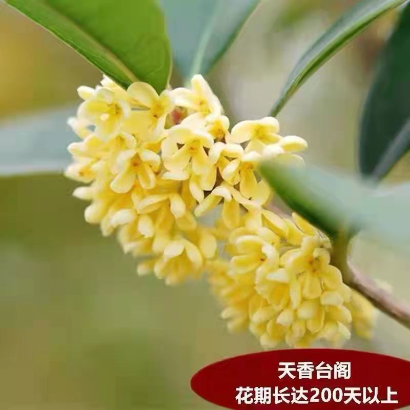 桂花树苗盆栽庭院植物金桂丹桂浓香型花卉四季开花好养易活