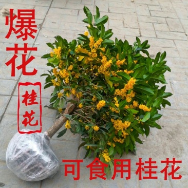 桂花树苗盆栽庭院植物金桂丹桂浓香型花卉四季开花好养易活