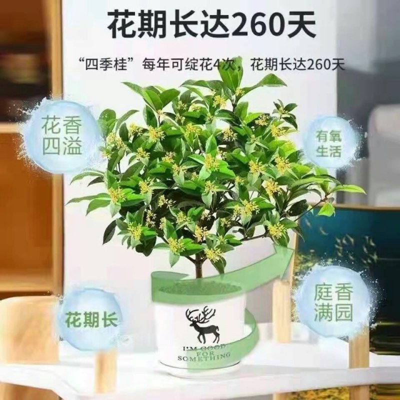 桂花树苗盆栽庭院植物金桂丹桂浓香型花卉四季开花好养易活