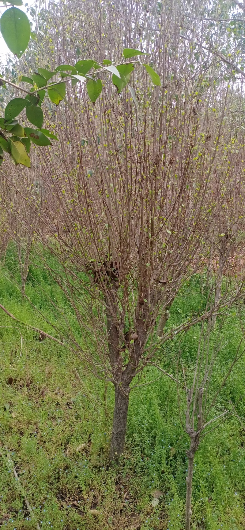 木槿