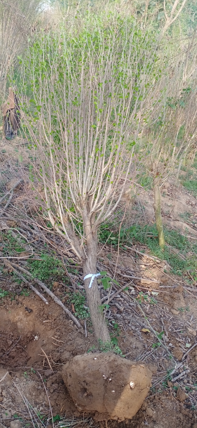 木槿