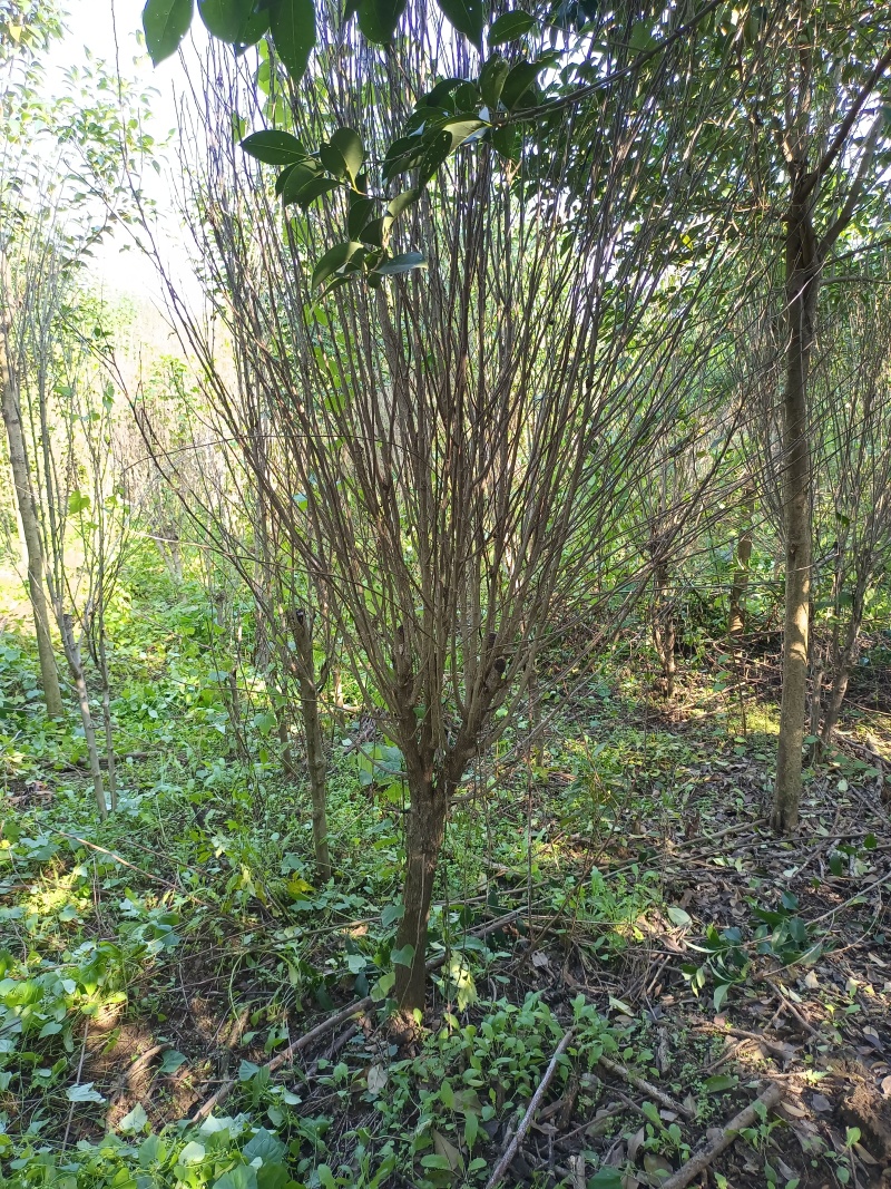 木槿