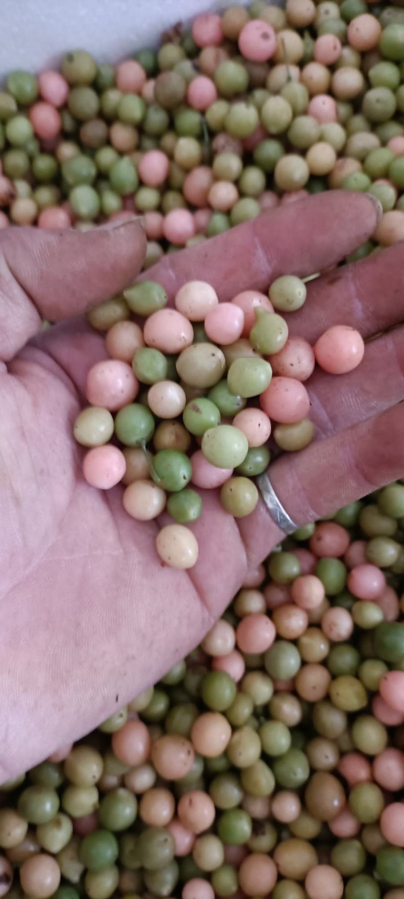 地苦胆！青牛胆！金果榄种子