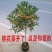 桂花树苗盆栽庭院植物金桂丹桂浓香型花卉四季开花好养易活