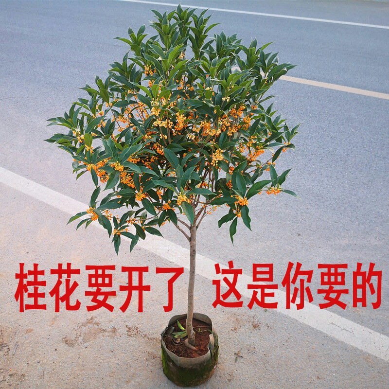 桂花树苗盆栽庭院植物金桂丹桂浓香型花卉四季开花好养易活