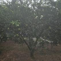 胡柚树，冠幅2.5--3米树型漂亮，数量多
