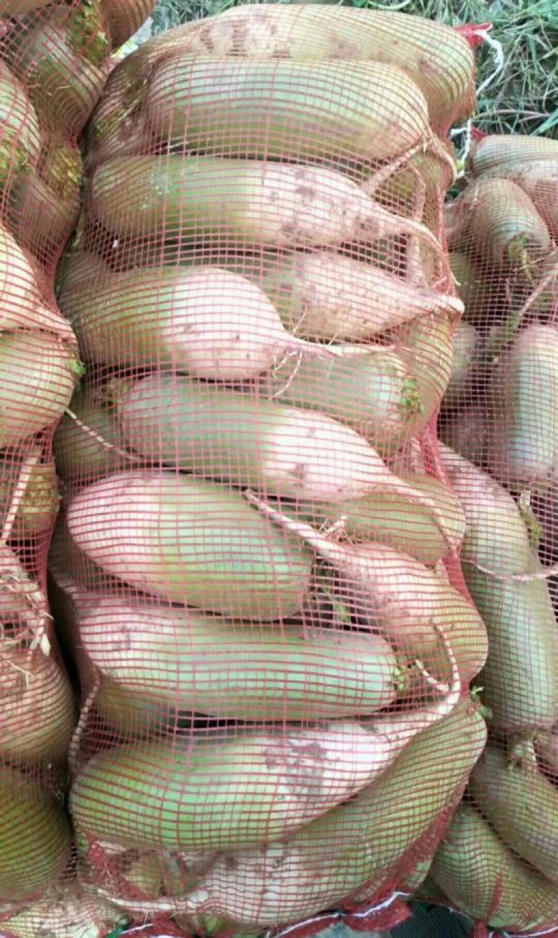 河南周口萝卜上货量充足品相美丽价格实惠