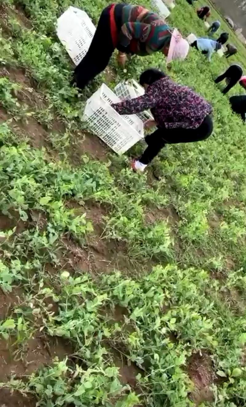 豌豆荚