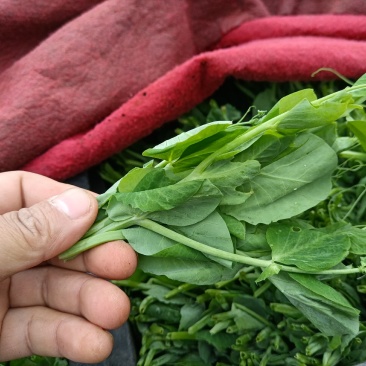 豌豆荚
