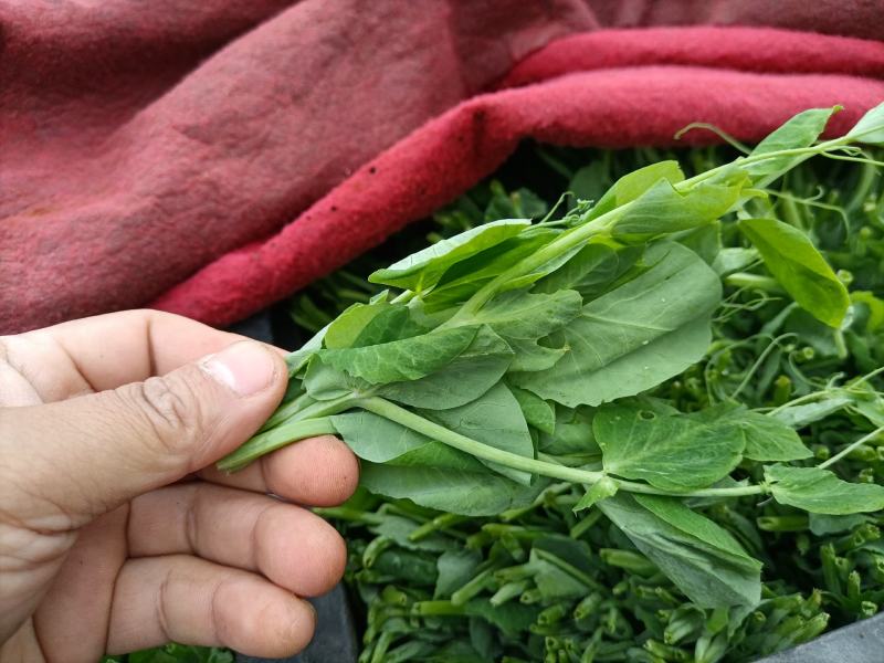 豌豆荚