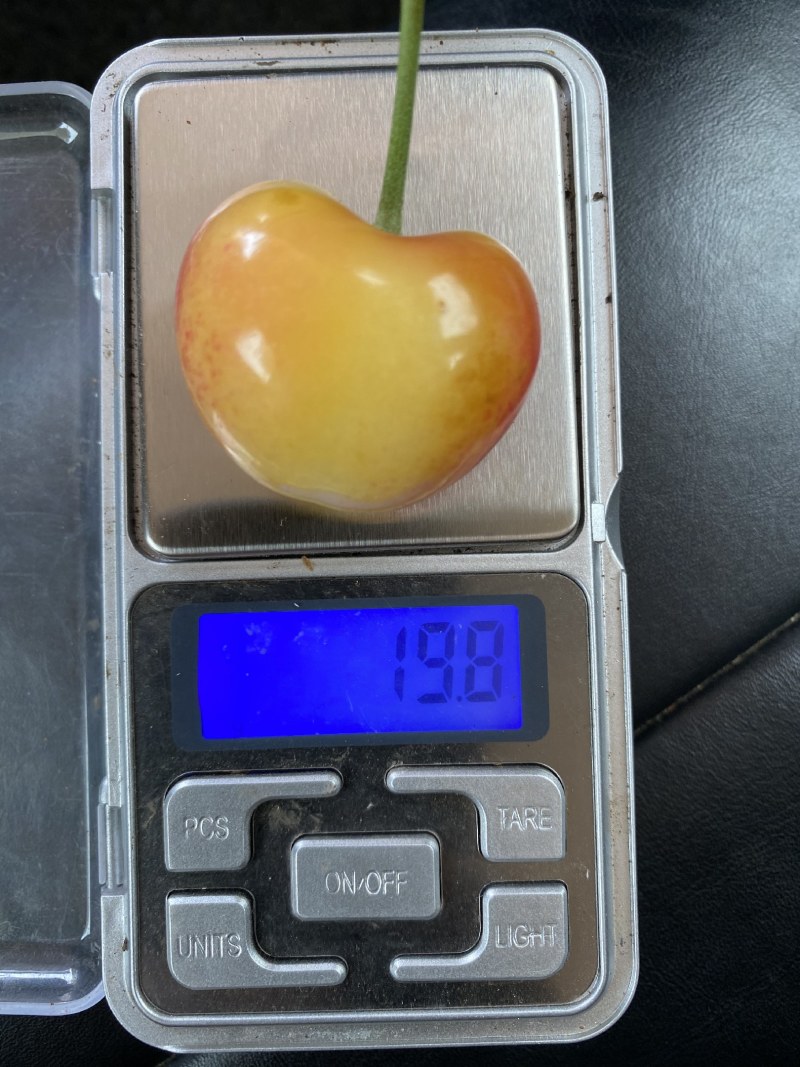 大樱桃苗车厘子苗，南方海拔1千八起奥妙技术包结果