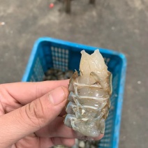 淡水澳龙，虾尾