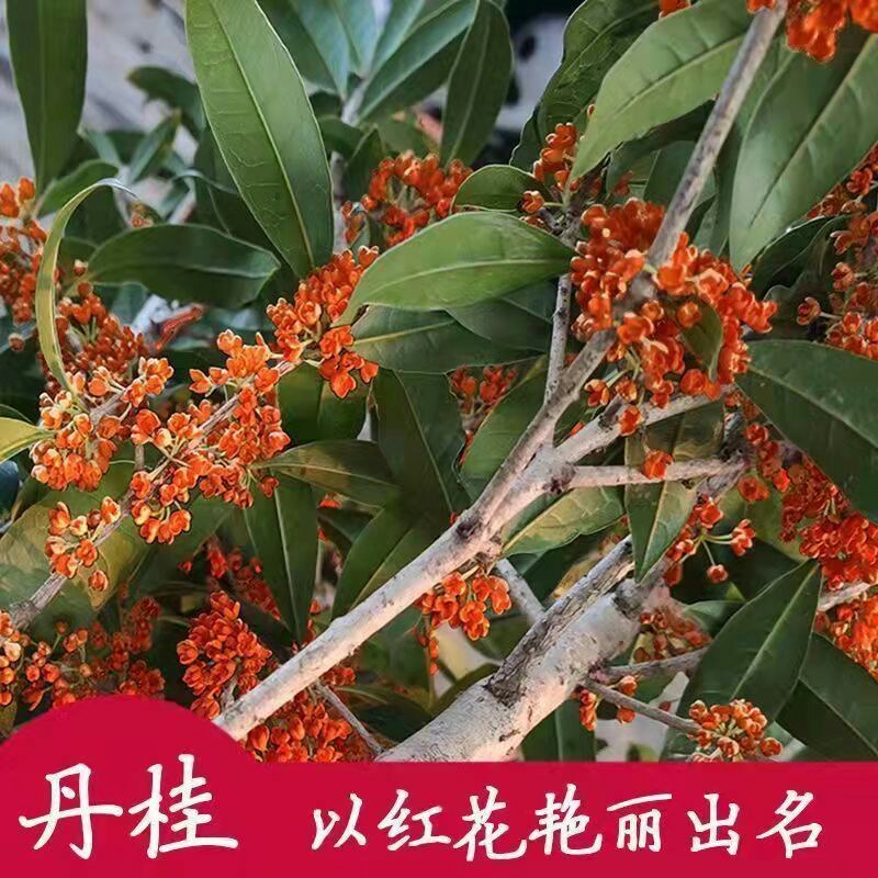 嫁接桂花盆栽盆景地栽桂花树苗四季桂金桂丹桂阳台庭院浓香型