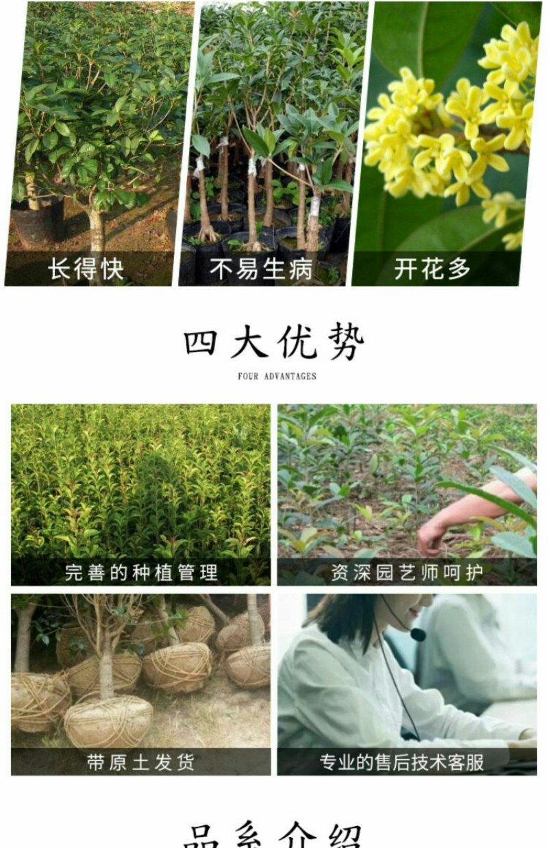 嫁接桂花盆栽盆景地栽桂花树苗四季桂金桂丹桂阳台庭院浓香型