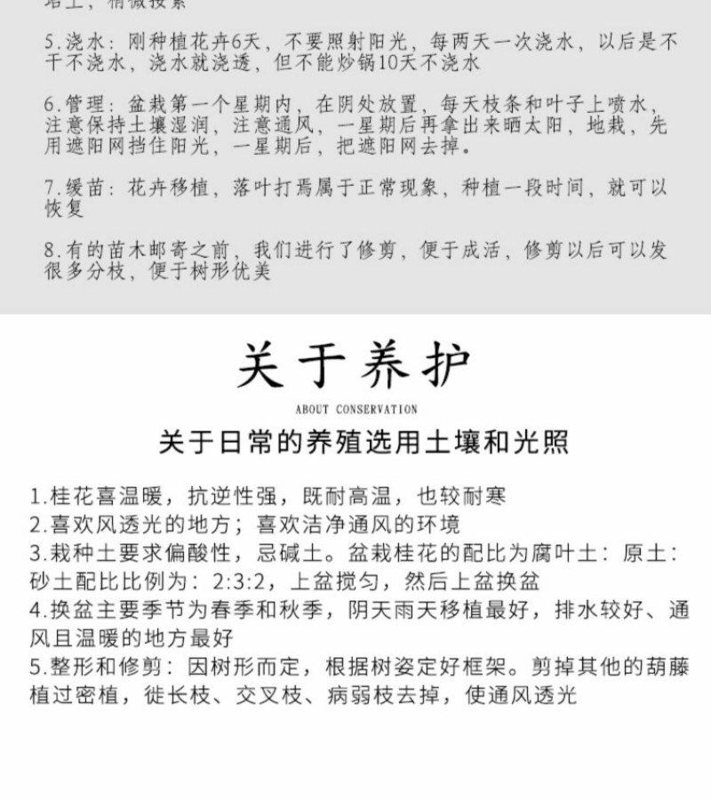 嫁接桂花盆栽盆景地栽桂花树苗四季桂金桂丹桂阳台庭院浓香型