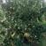 桔子树2-2.5米冠幅，树型漂亮，有喜欢的可下单。