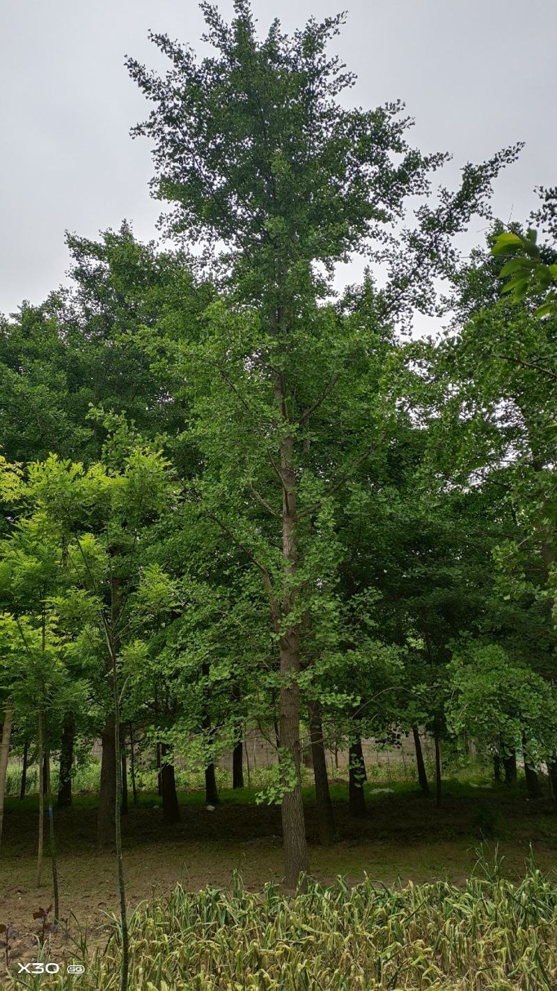 出售银杏树，基地直销，规格齐全，量大优惠。来电咨询