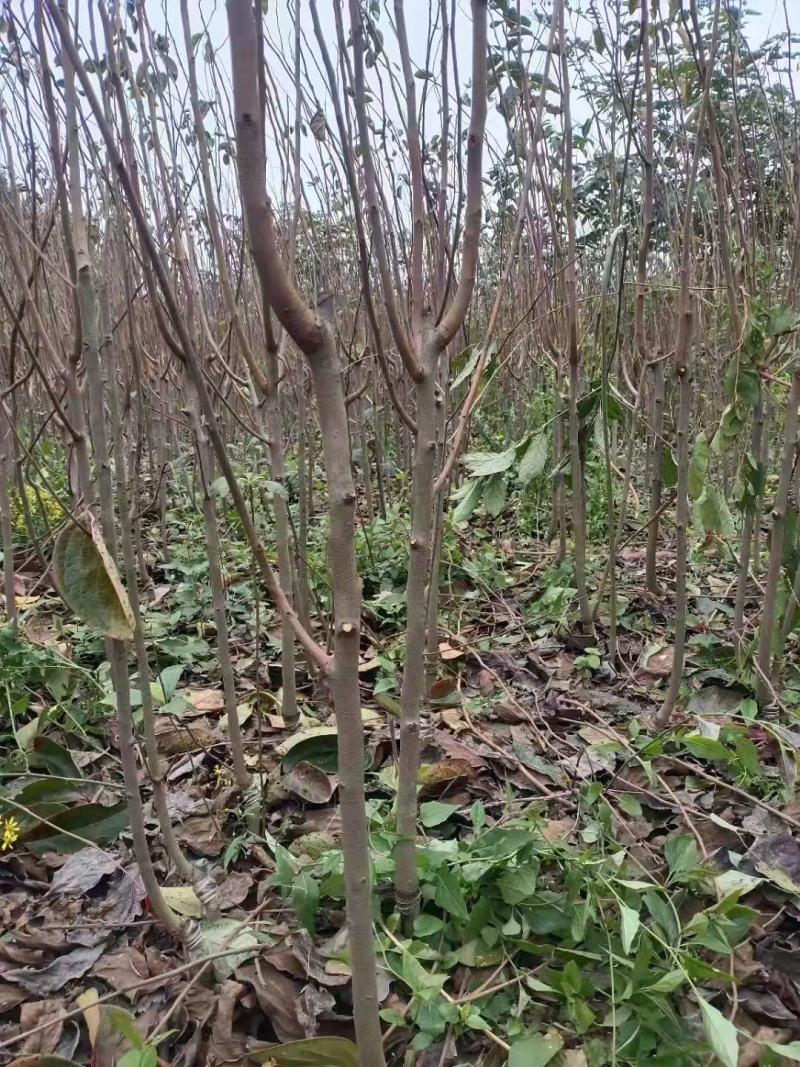 火葫芦柿子树苗