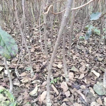 火葫芦柿子树苗