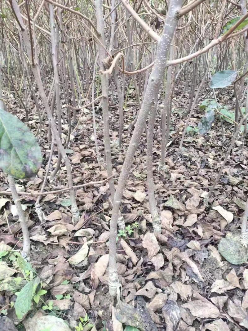 火葫芦柿子树苗