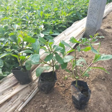 精品马鞭草苗大量上市，基地直发直销，一手货源，欢迎各位老板
