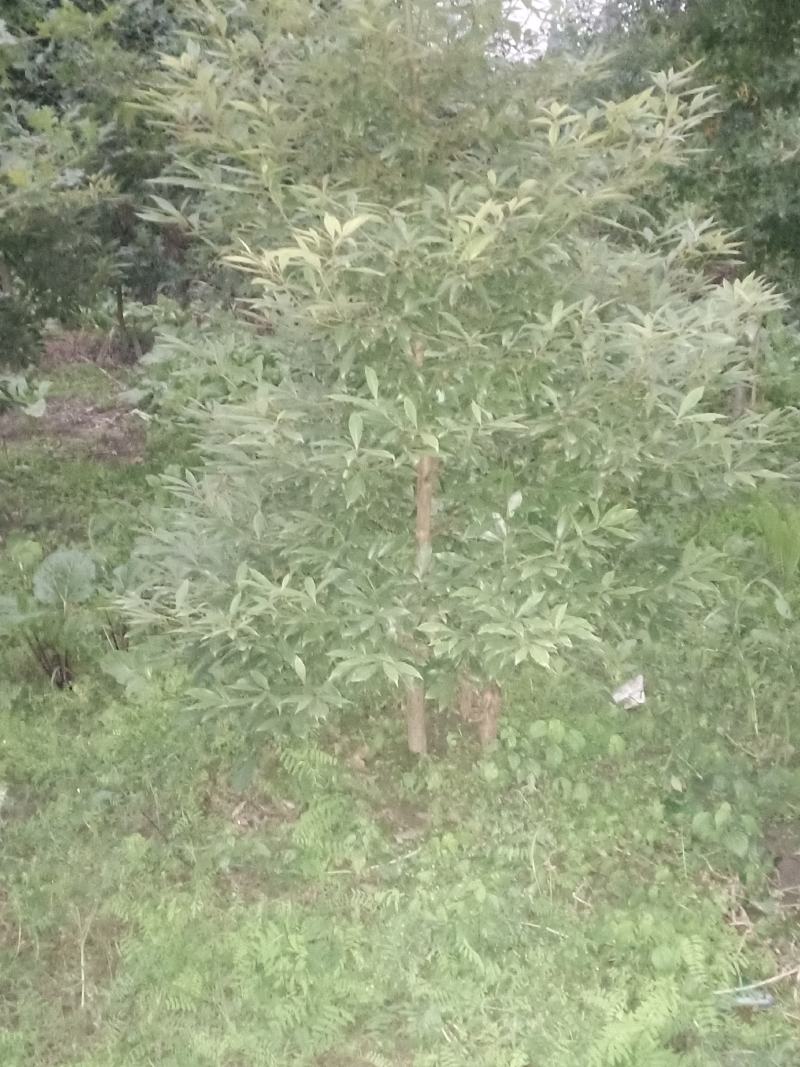 娜塔栎树