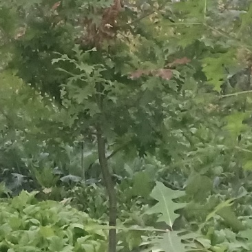 娜塔栎树