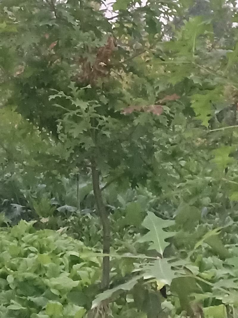 娜塔栎树