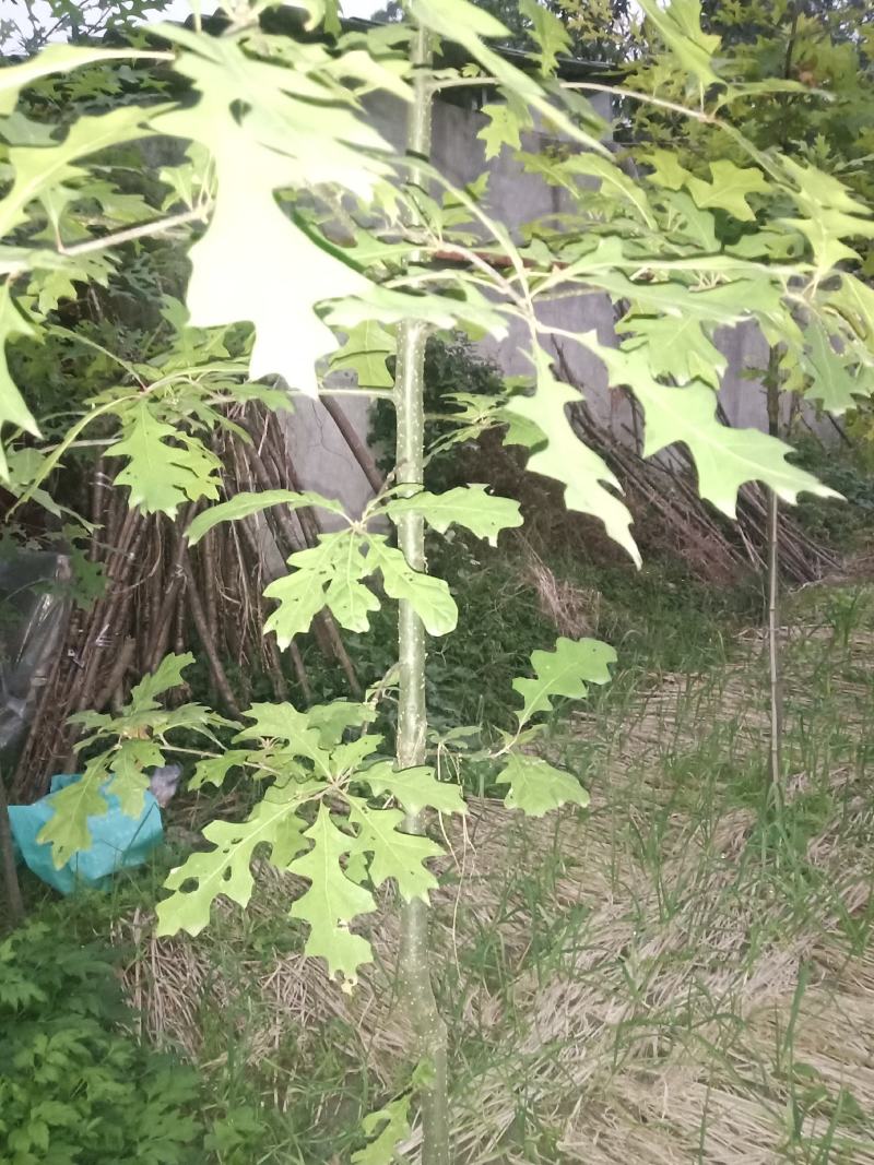 娜塔栎树