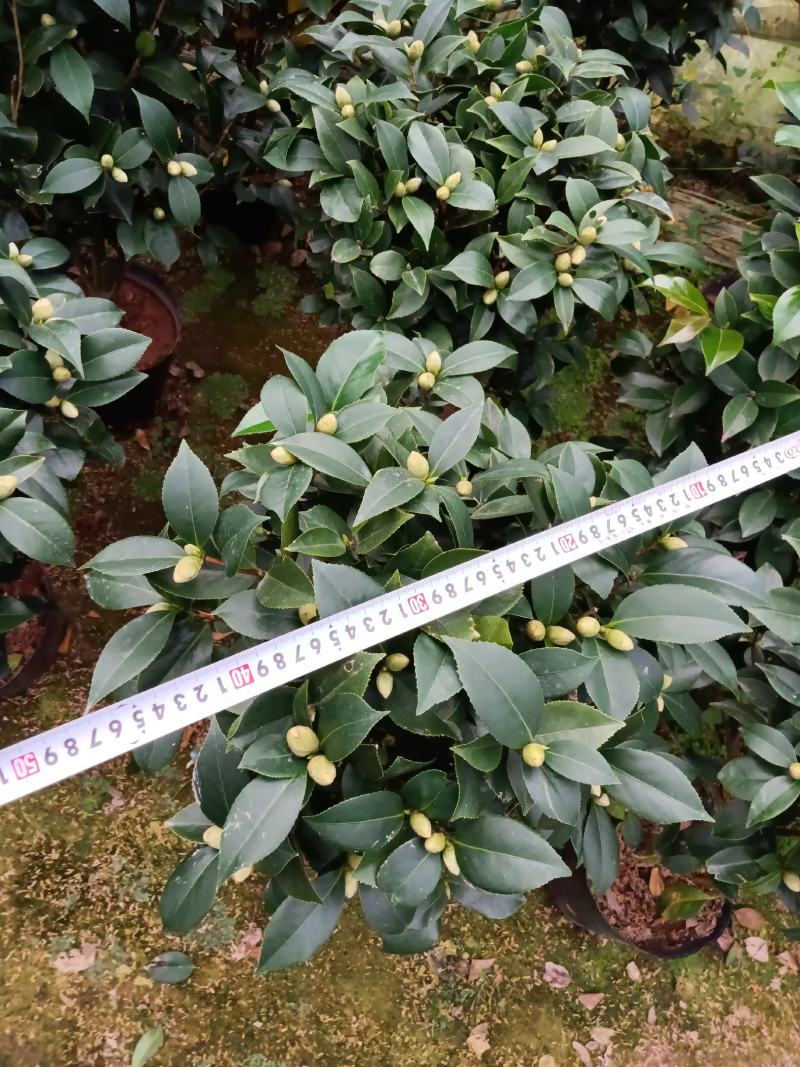 红赤丹茶花260杯盆栽绿植树苗开花大红色基地直销