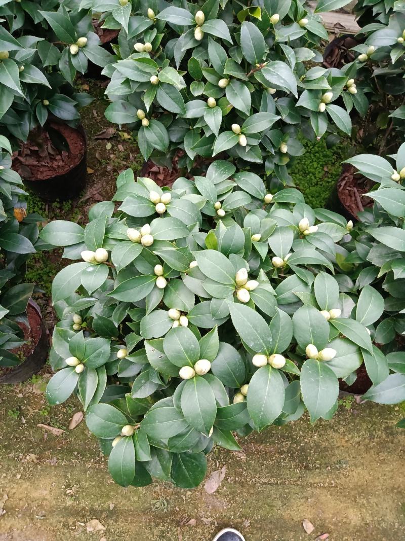 红赤丹茶花260杯盆栽绿植树苗开花大红色基地直销