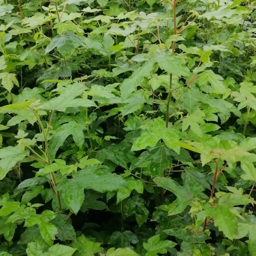 枫香苗、枫香杯苗、枫香袋苗、枫树苗江西宜春产地直供