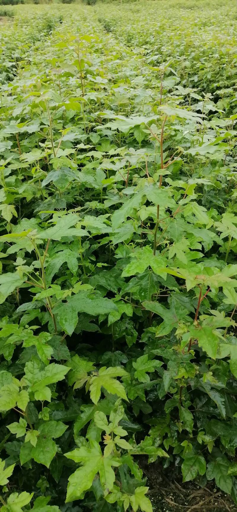 枫香苗、枫香杯苗、枫香袋苗、枫树苗江西宜春产地直供