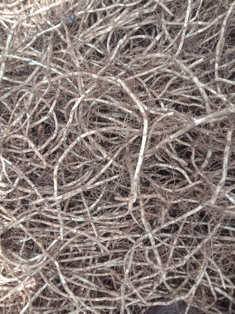 白经鱼腥草根