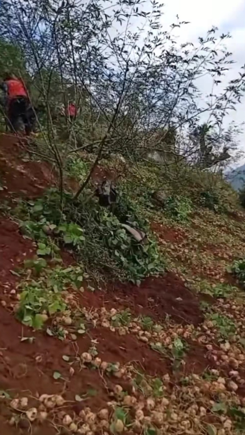 生吃水果，脆甜多汁，细嫩爽口。【地瓜，土瓜，还叫凉薯】