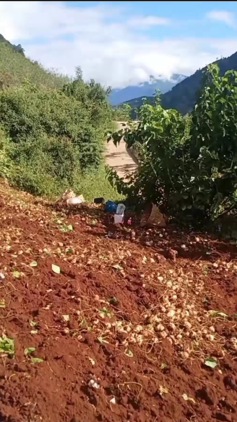 生吃水果，脆甜多汁，细嫩爽口。【地瓜，土瓜，还叫凉薯】