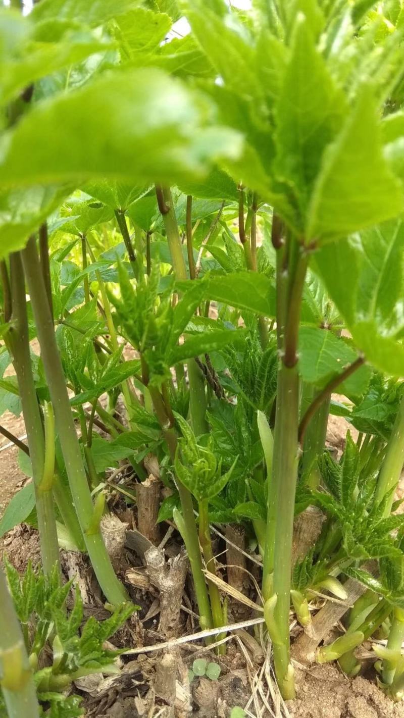刺果棒刺五加