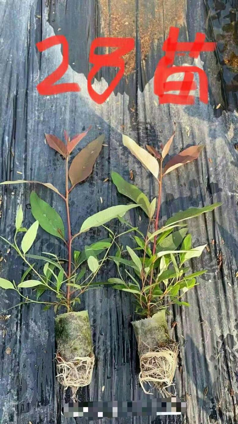 桉树苗