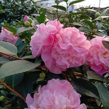 香茶花360杯浓香茶花树苗福建基地直销
