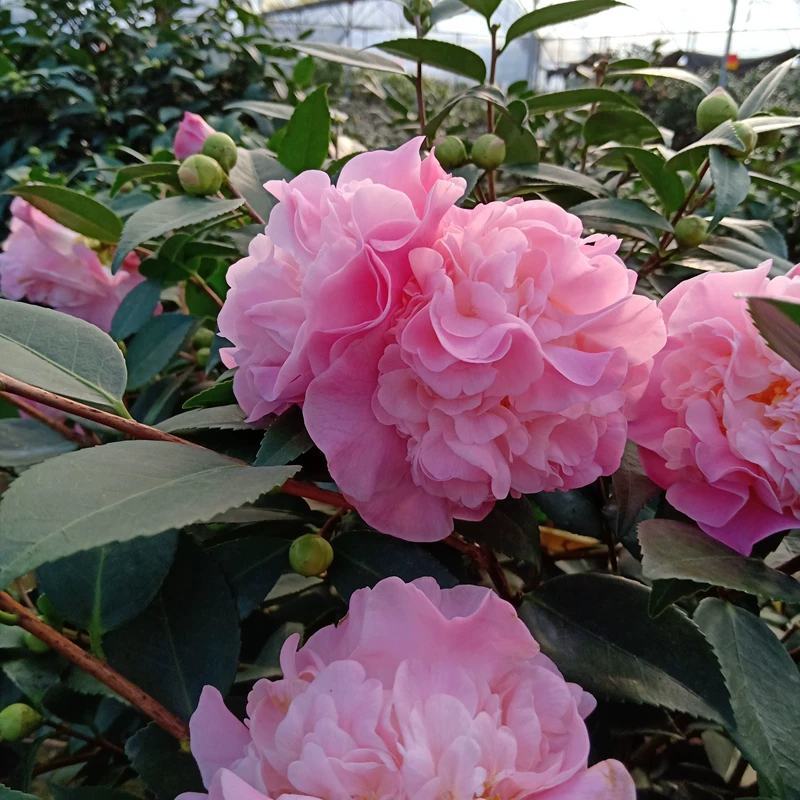 香茶花360杯浓香茶花树苗福建基地直销