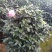 香茶花360杯浓香茶花树苗福建基地直销